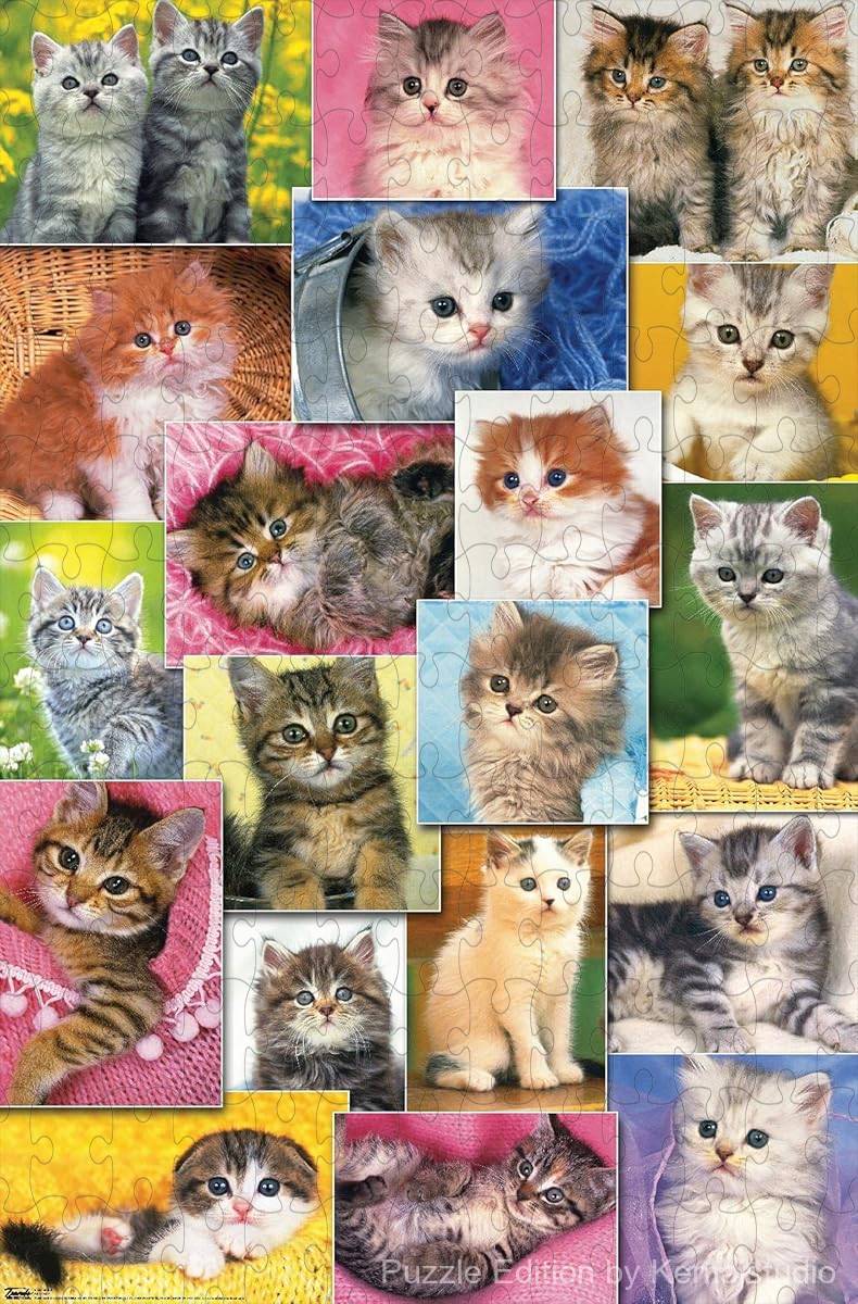 Adorable kittens by Keith Kimberlin arranged in a heartwarming collage