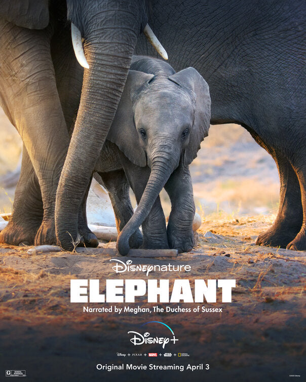 1000 piece jigsaw puzzle for tv poster: Elephant