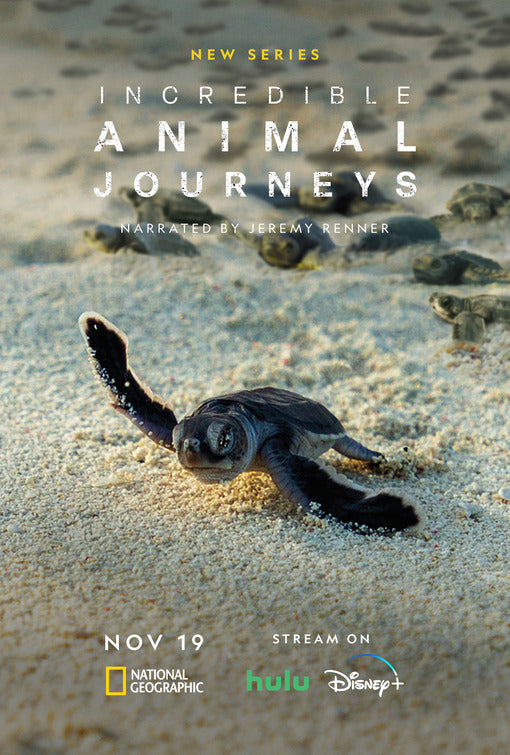 1000 piece jigsaw puzzle for tv poster: Incredible Animal Journeys