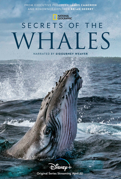 1000 piece jigsaw puzzle for tv poster: Secrets of the Whales