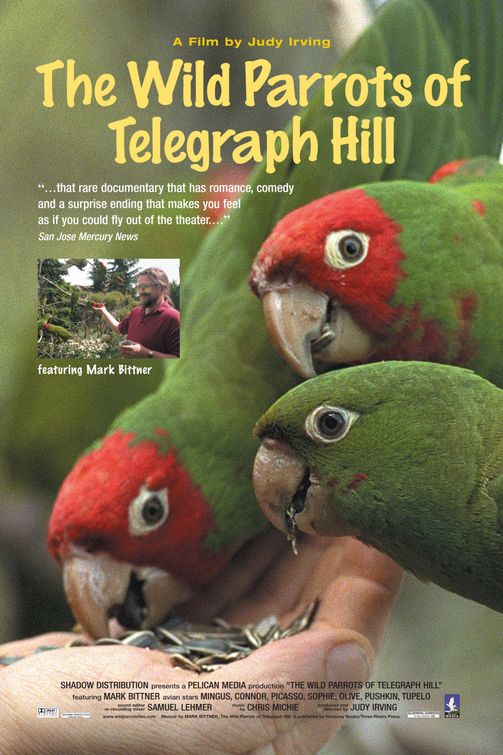 the movie poster: The Wild Parrots of Telegraph Hill (2005)