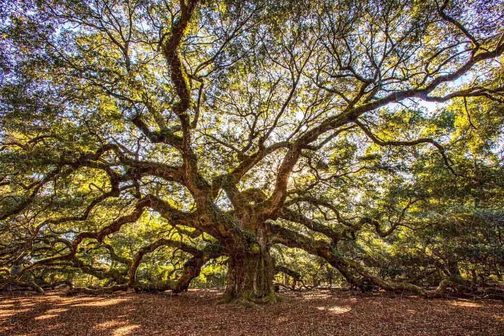Angel Oak Tree Charleston South Carolina photo poster, wooden puzzle for adults