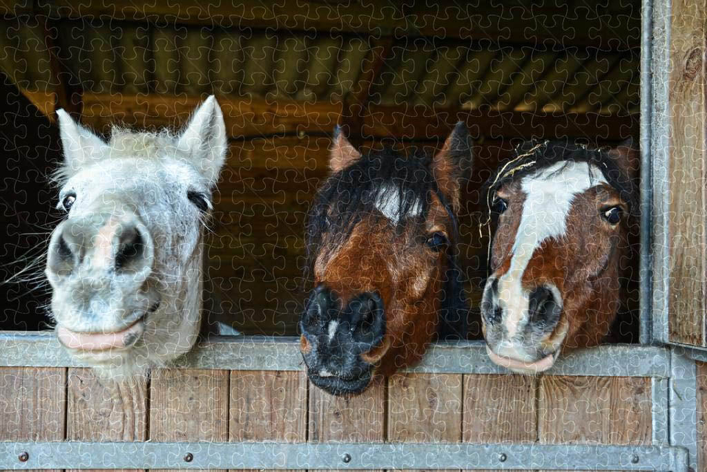 Foal mustang animal poster puzzle, wooden puzzles for adults, image 3