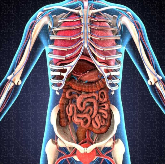 Human body organs skeletal system 3D illustration poster puzzle, wooden puzzles for adults  