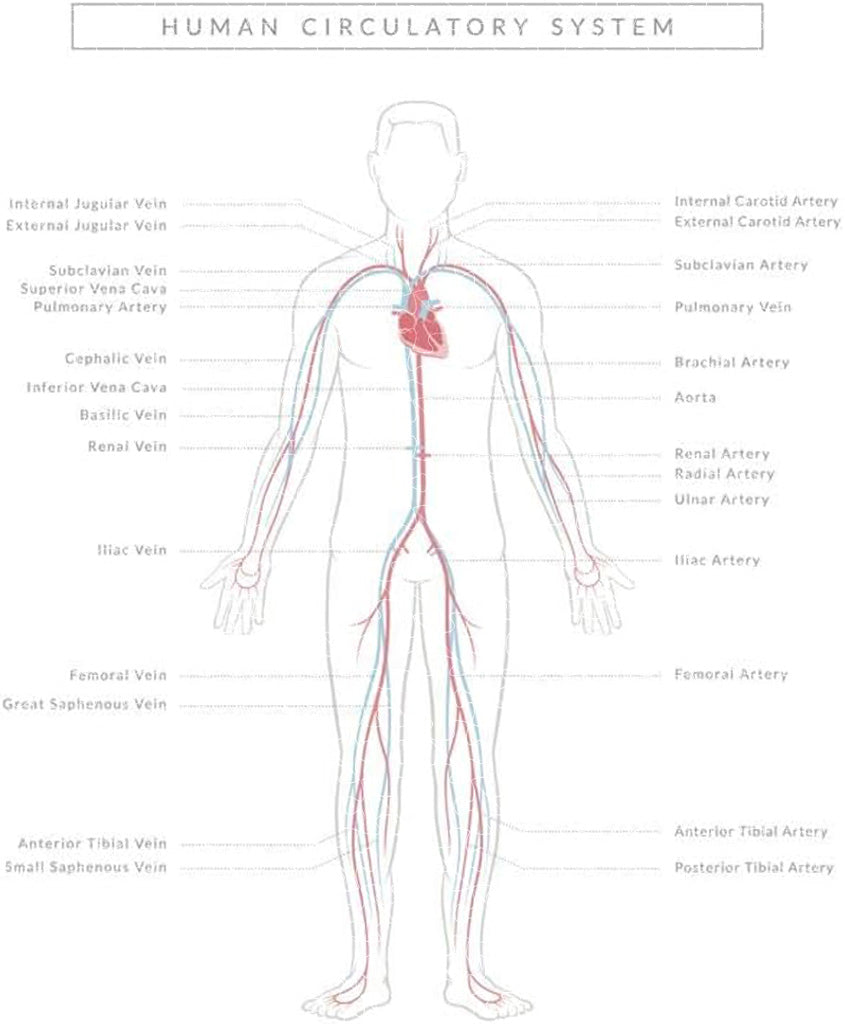 Human Circulatory System Diagram Poster Puzzles  