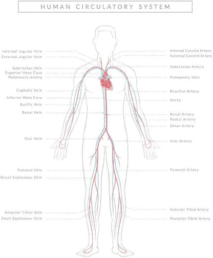 Human Circulatory System Diagram Poster Puzzles  