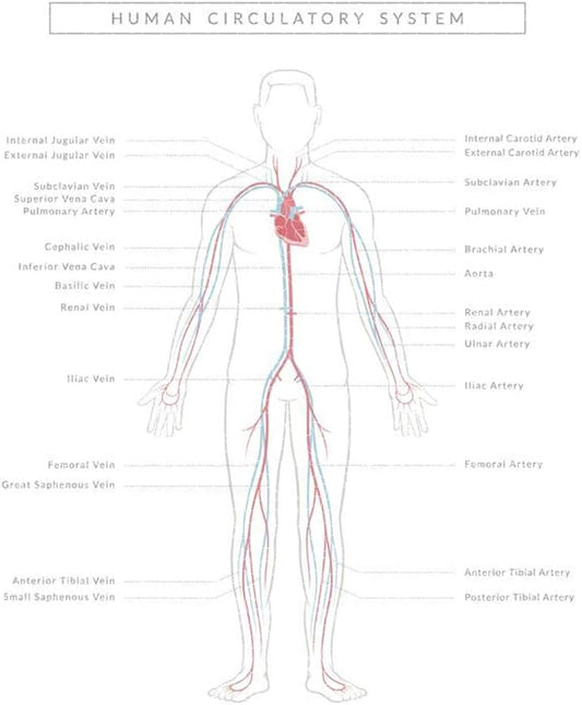 Human Circulatory System Diagram Poster Puzzles  