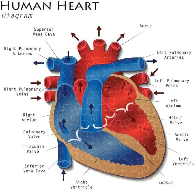Human Heart Diagram Anatomy Poster Puzzles  