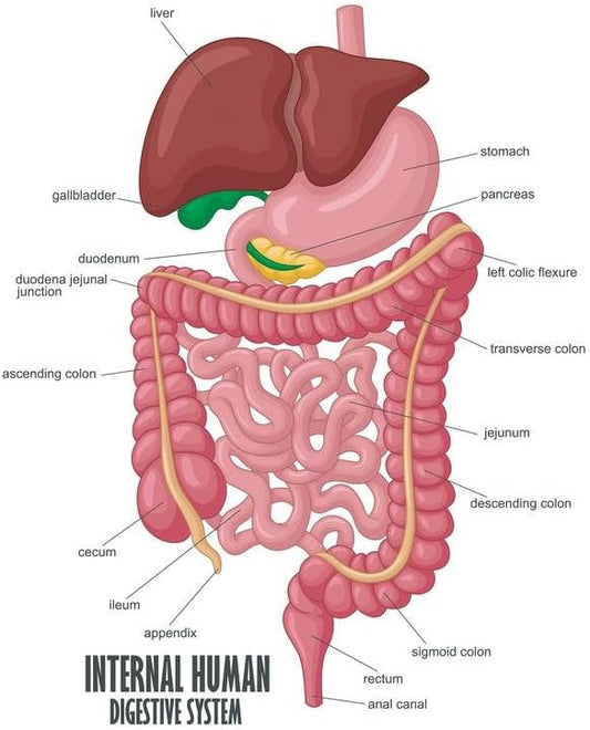 Internal anatomy of the human digestive system poster puzzles  