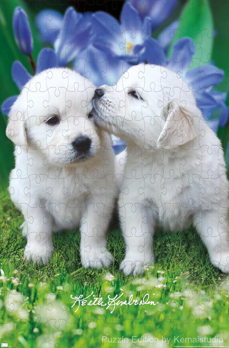 A charming scene of playful white golden retriever puppies