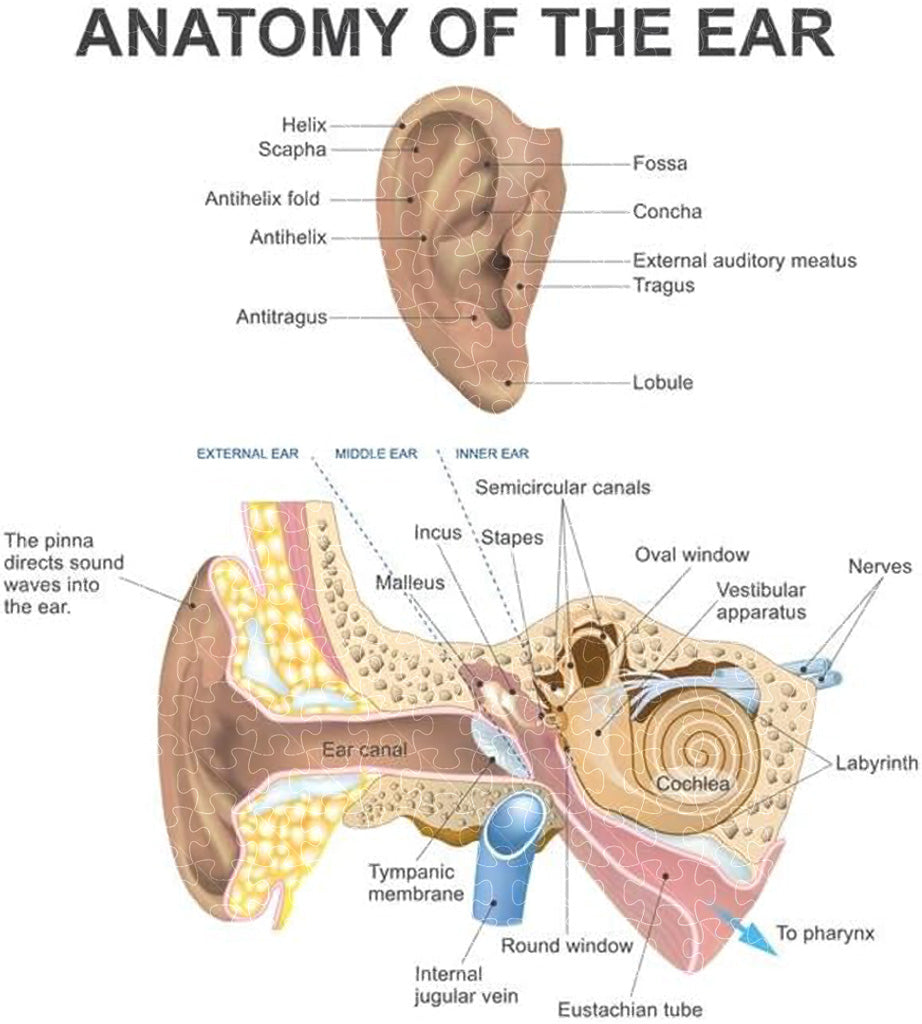 Internal anatomy of the human ear anatomy poster puzzles  