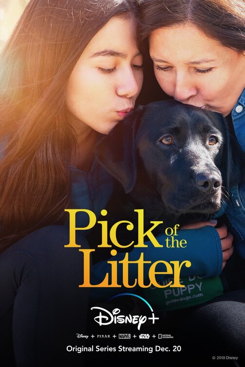 1000 piece jigsaw puzzle for tv poster: Pick of the Litter