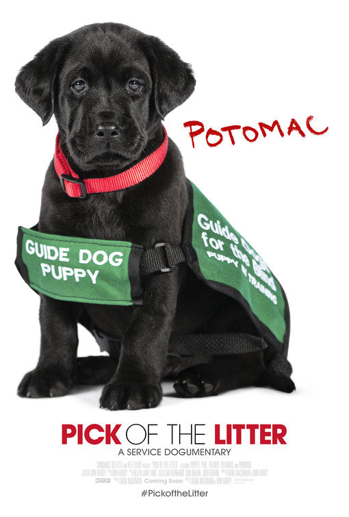 1000 piece jigsaw puzzle for the movie poster: Pick of the Litter (2018) ver6