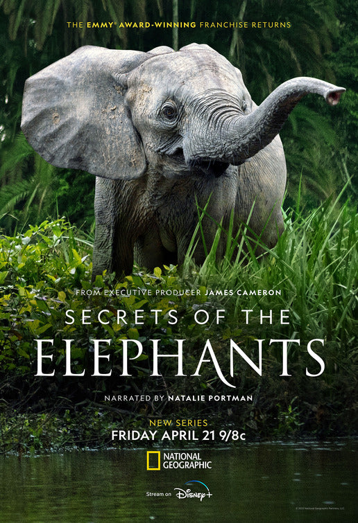 1000 piece jigsaw puzzle for tv poster: Secrets of the Elephants